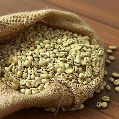 Robusta